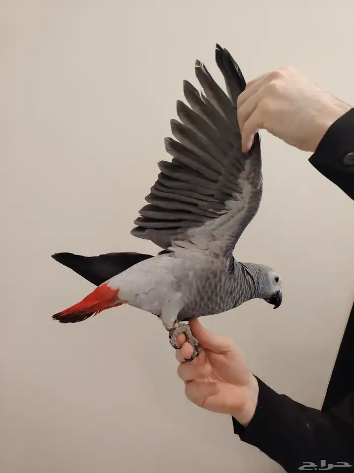 فرخ كاسكو ((تم البيع)) 1