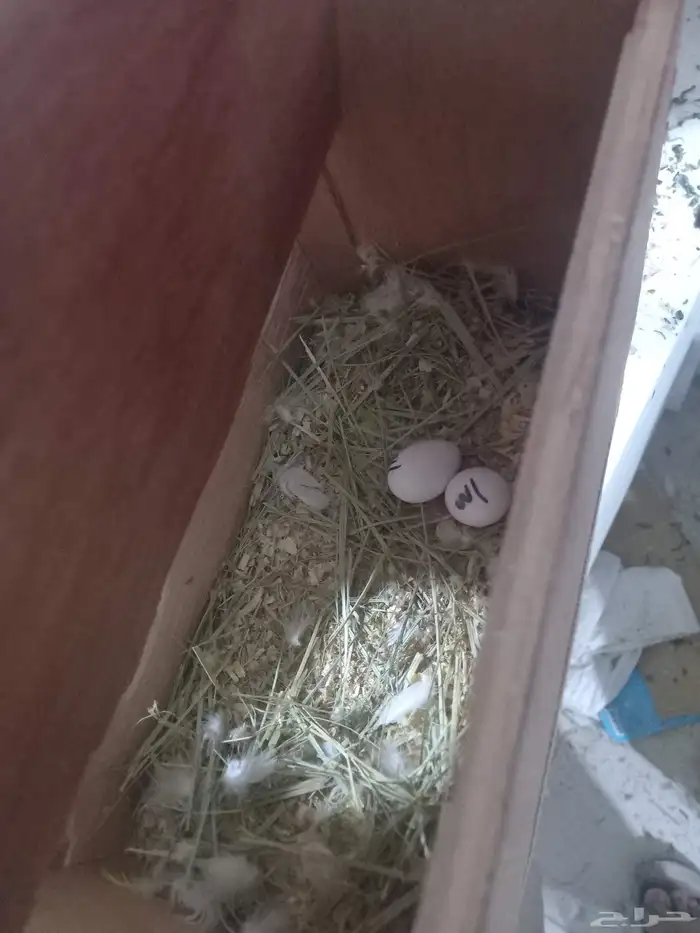 زوج روز البينو منتج...فخم 2