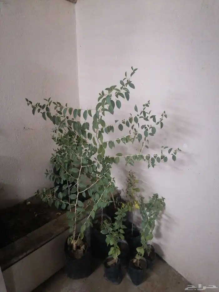 شتلات سدر عدد.6 0