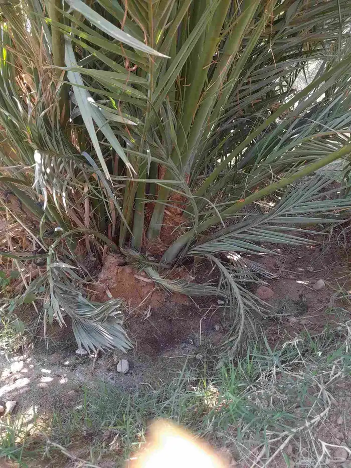 فروخ مجدول مشالله 0