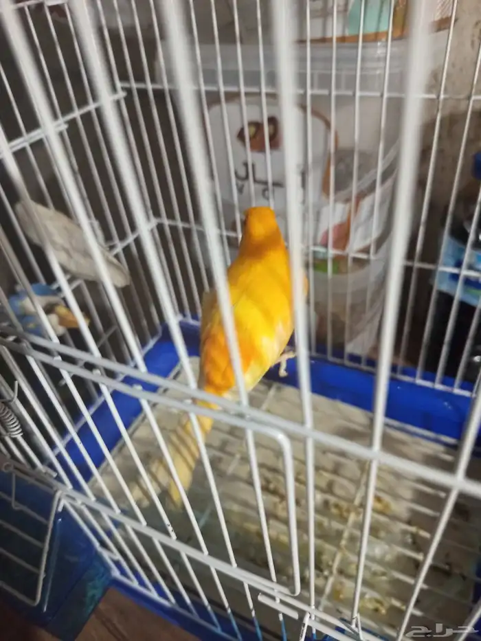 ذكر الكناري جاهز للتزاوج  الصحة 1