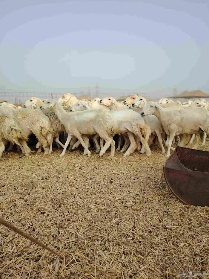 ضان حري جنب كلها دفيع 15