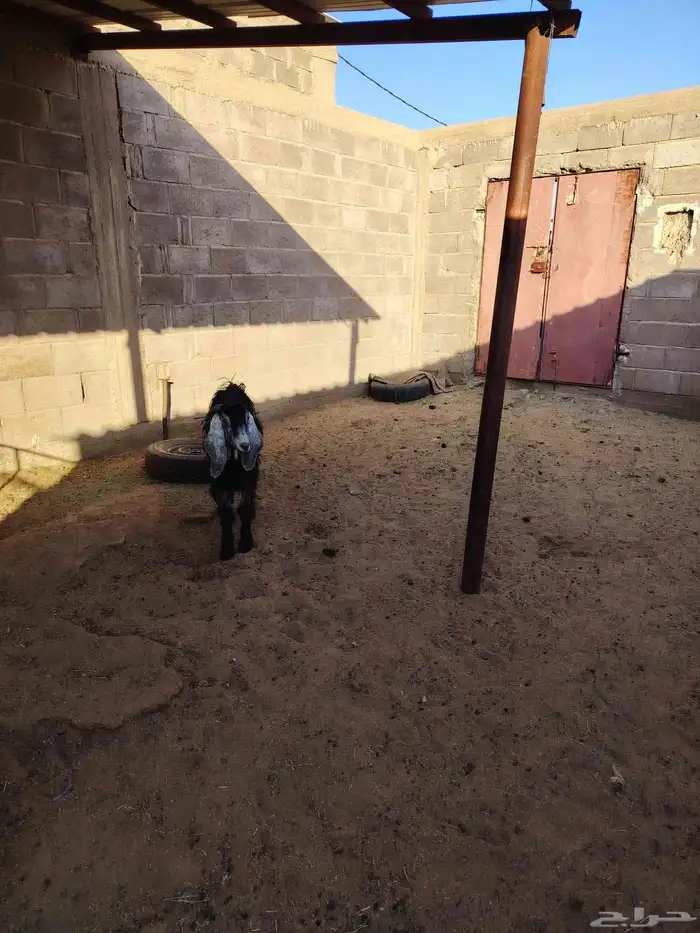 عنز حليب معها خروف وجفره عارضيه مضرع وغنم مواليد 6