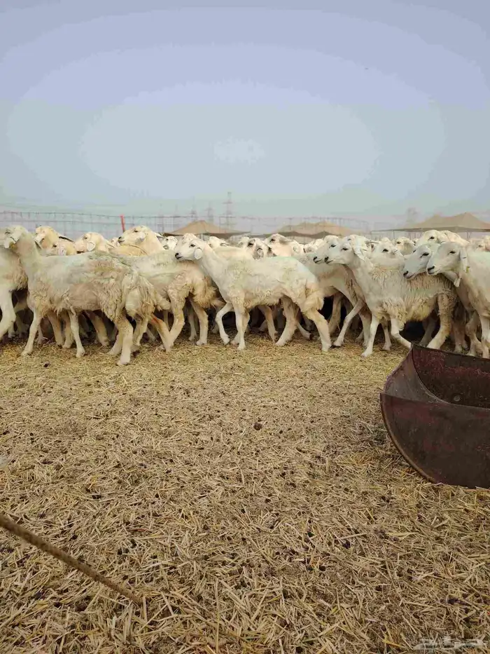 ضان حري جنب كلها دفيع 17