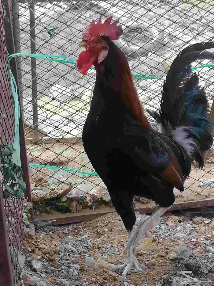 ديك عربي اصيل ديك بلدي 0