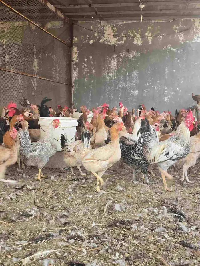 دجاج بلدي بياض 2