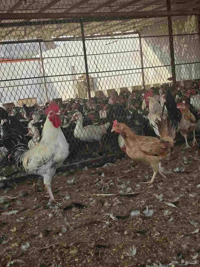 دجاج بلدي بياض 0