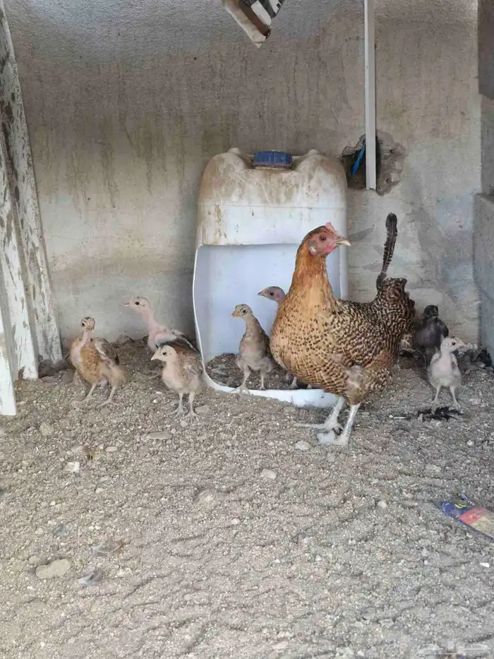 دجاجه بفروخها 0