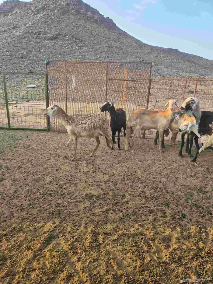 غنم سواكنيه خلفات ودفيع 5