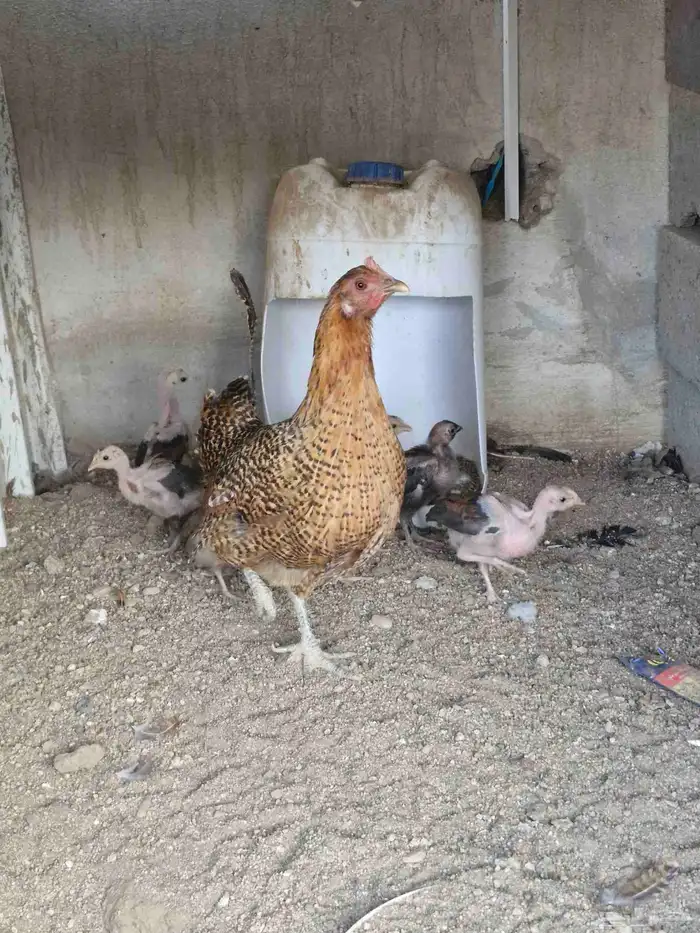 دجاجه بفروخها 3