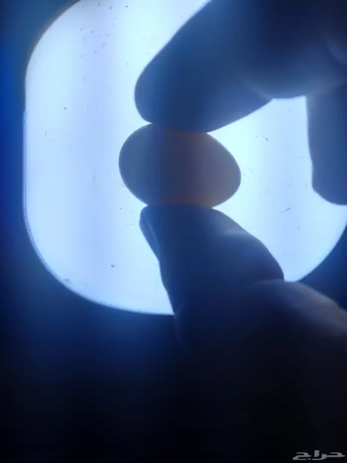 زوج روز البينو منتج...فخم 7