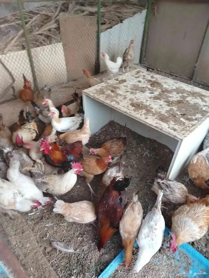 دجاج بياض للبيع 0