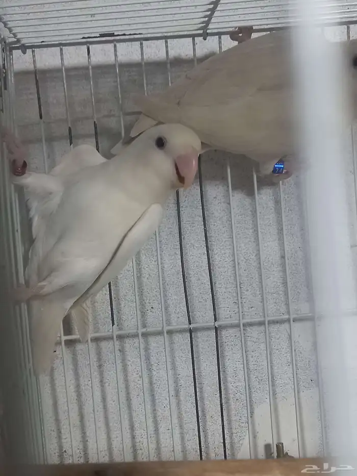 زوج روز البينو منتج...فخم 3