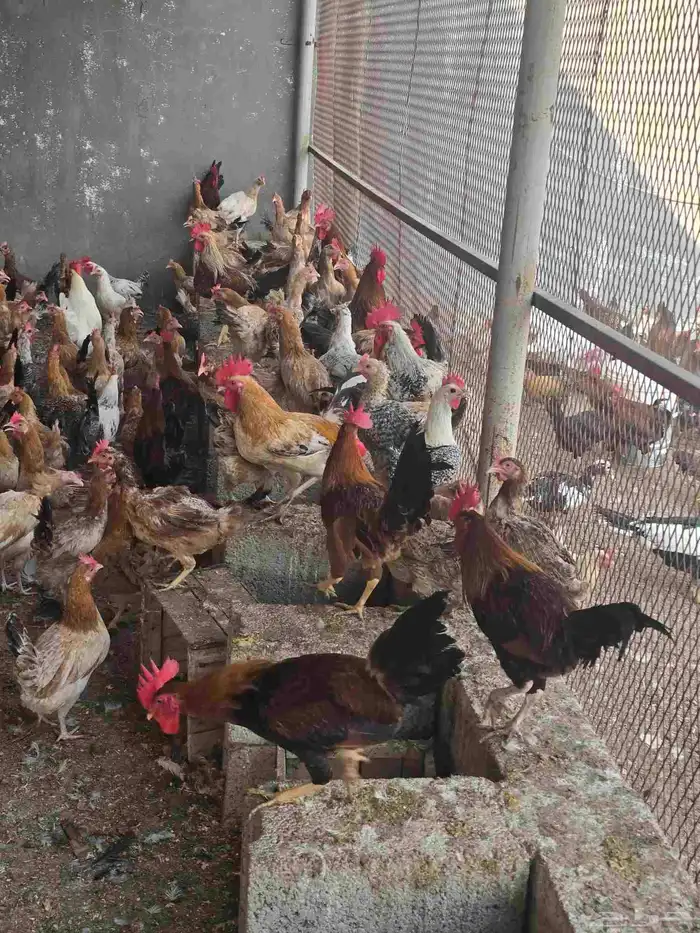 دجاج بلدي بياض 7