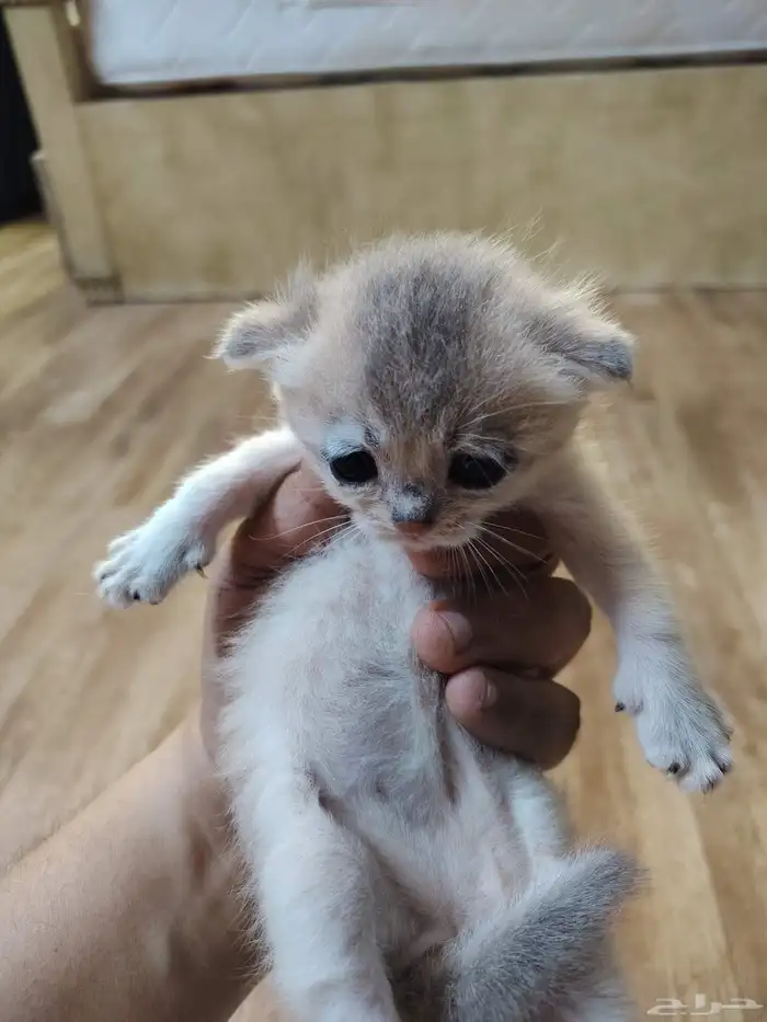 سكوتش مع طفلها 2