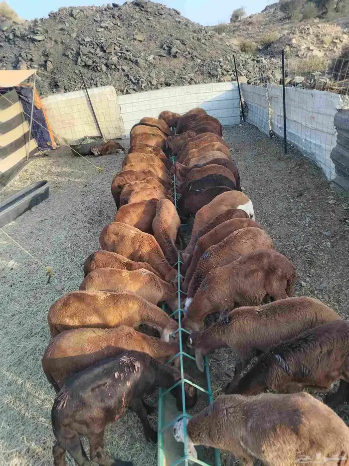 غنم سواكنيات للبيع جمله او تفريد 0