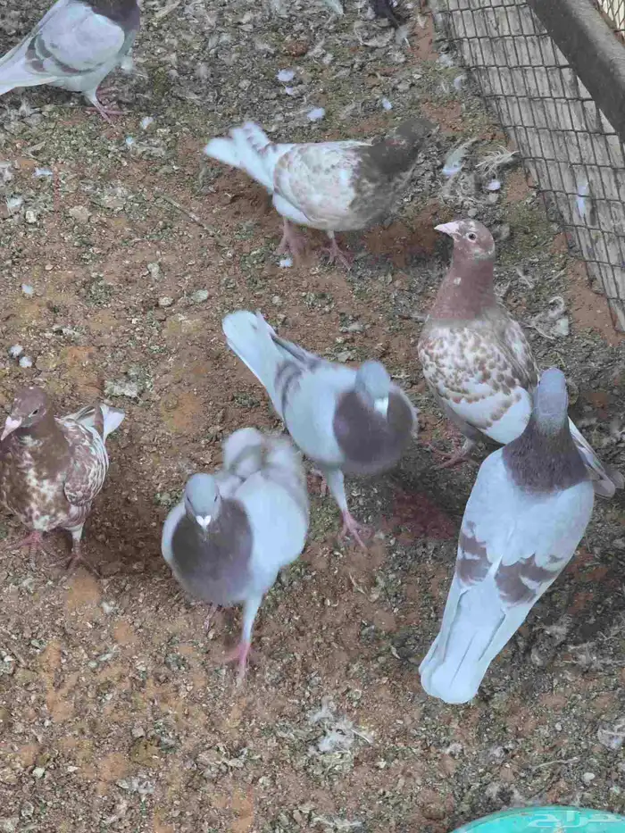 حمام زاجل للبيع مستعجل 2