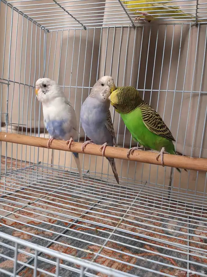 بادجي ذكر موالف ثنتين اناث 1