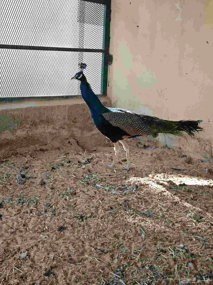 للبيع جوز طاووس هندي ازرق منتج 9