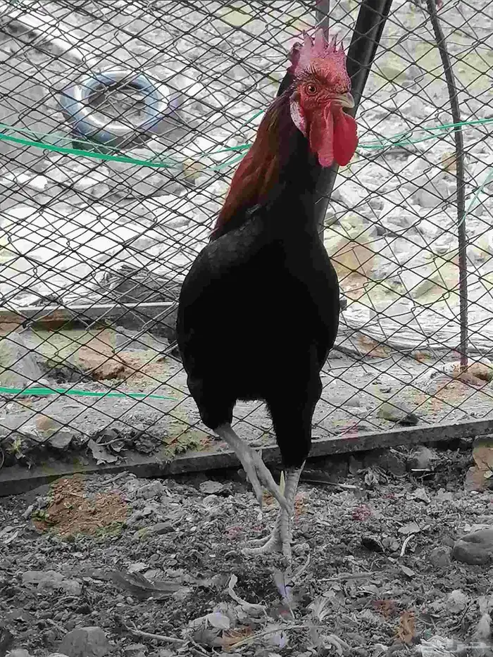 ديك عربي اصيل ديك بلدي 2