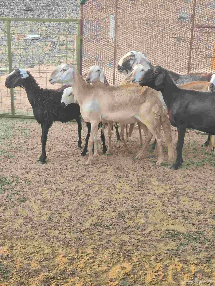 غنم سواكنيه خلفات ودفيع 3