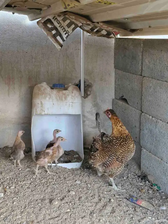 دجاجه بفروخها 1