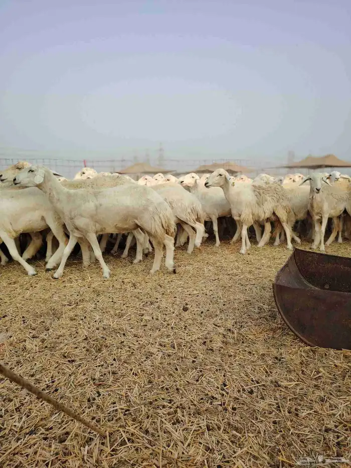 ضان حري جنب كلها دفيع 13