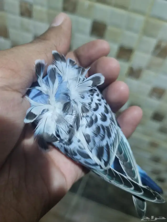 فرخ هوقو اليف 2