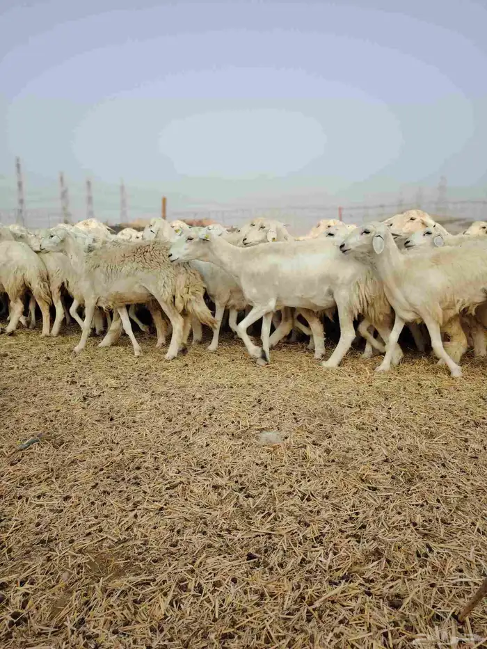 ضان حري جنب كلها دفيع 12