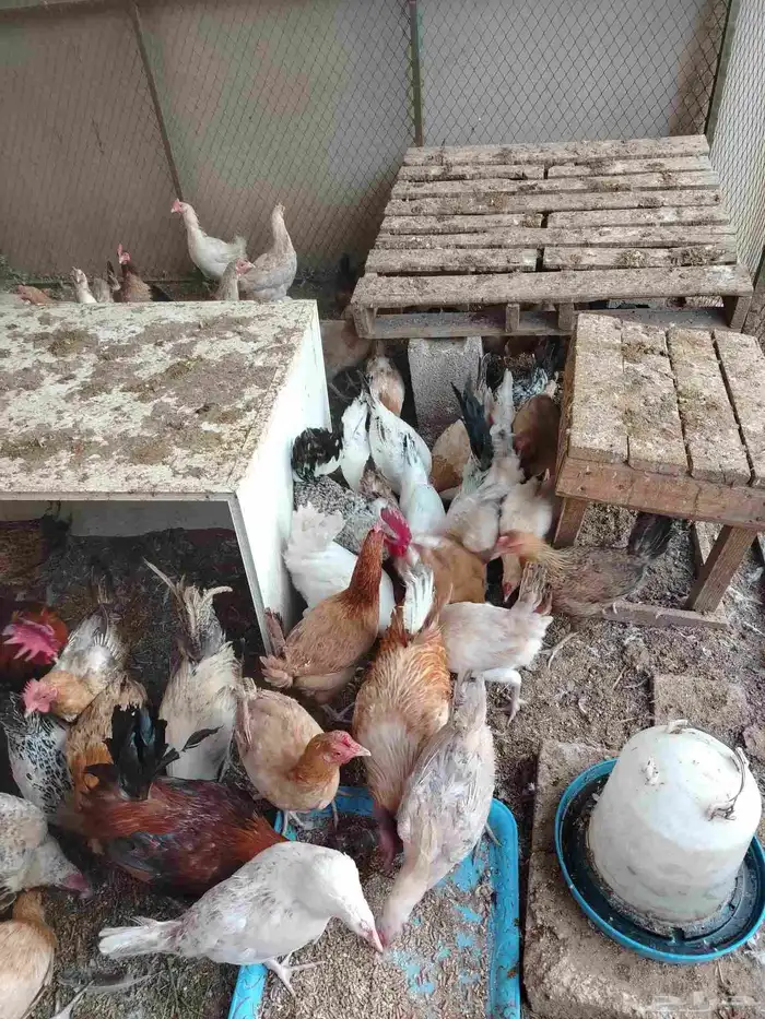 دجاج بياض للبيع 2