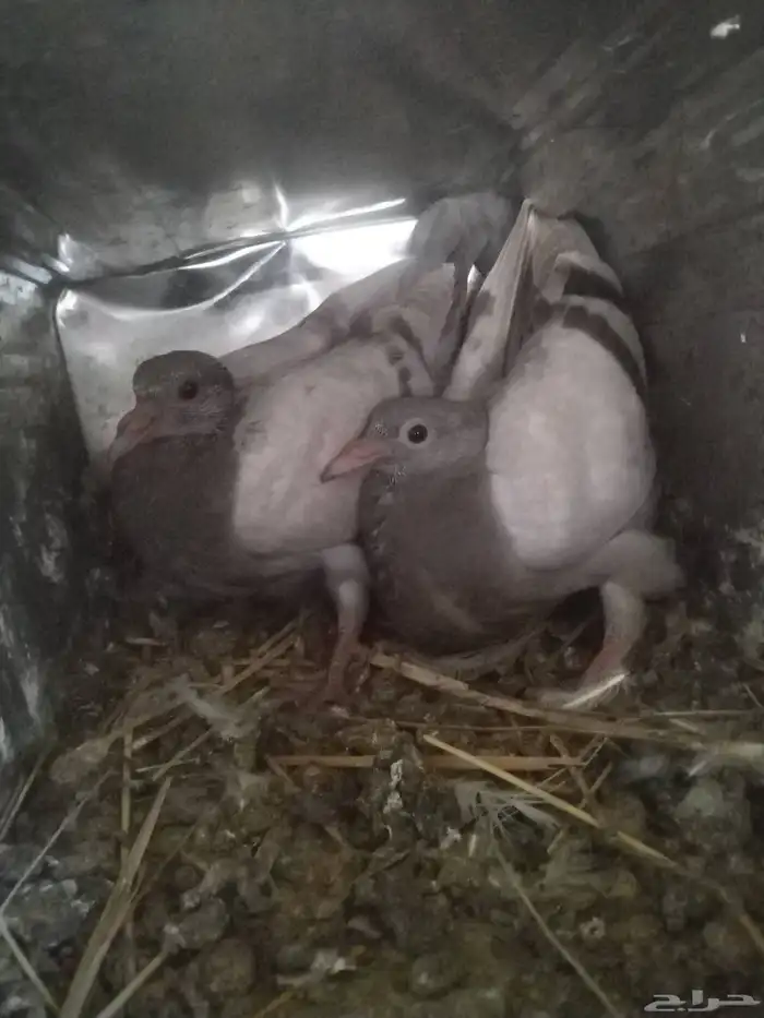 زغالين فرنسي 1