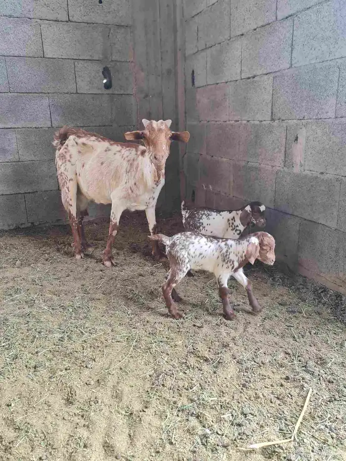 عنز جنوبيه مرخاء تحتها تيسين 2