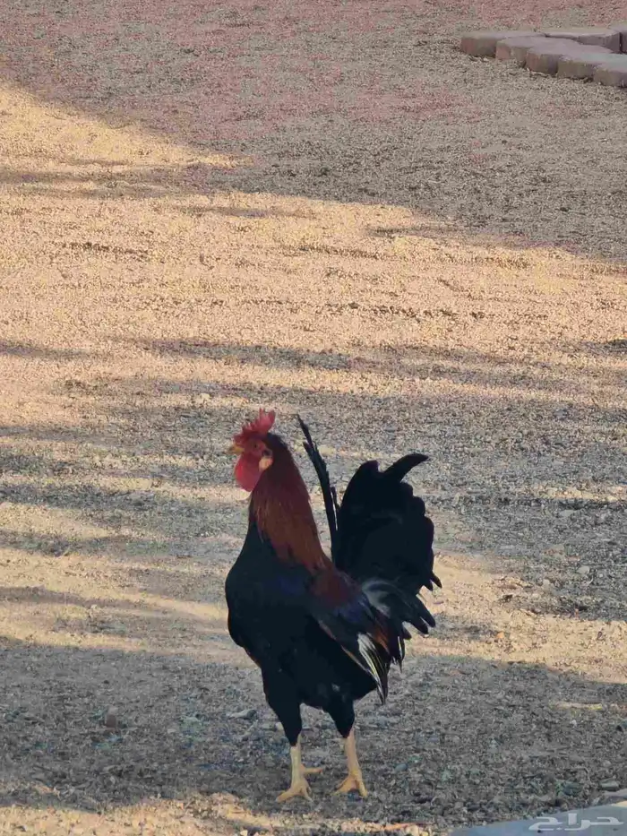 طقم دجاج عربي 4