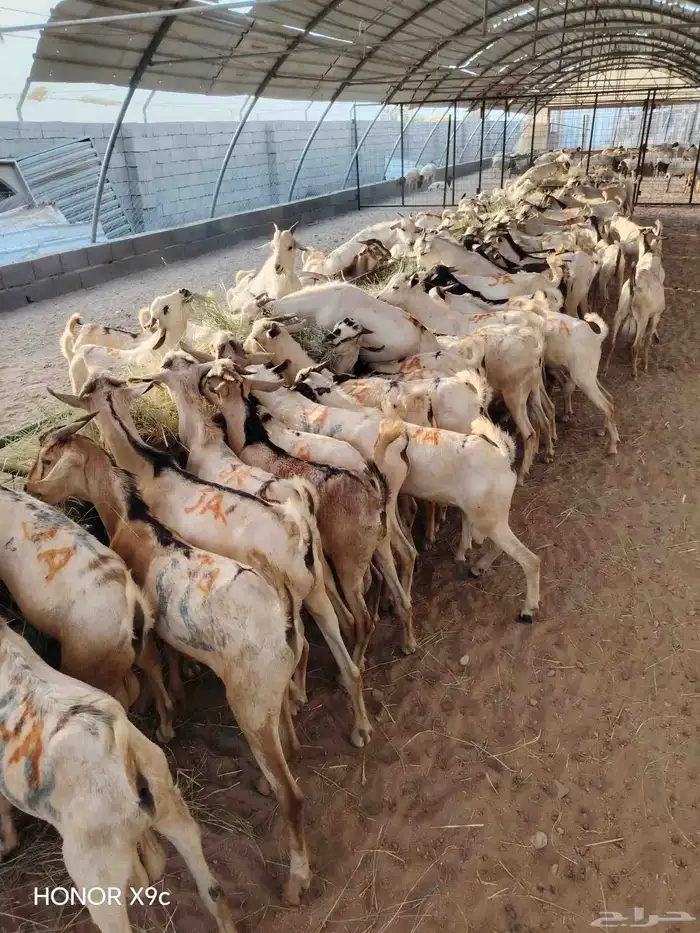 اذا تدور على تيوس صومالية نظيفة وجودتها عالية لا تتردد 3