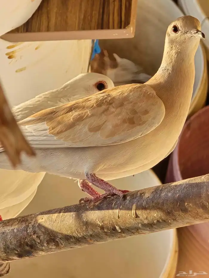 قماري هولندي محميه من انتاجي 0