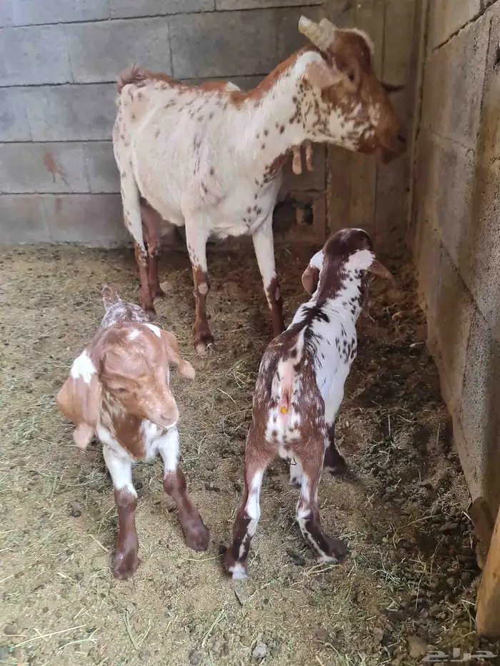 عنز جنوبيه مرخاء تحتها تيسين 1