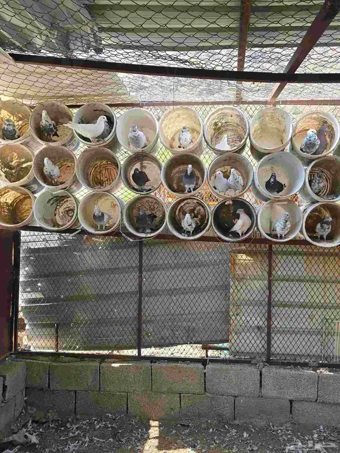 حمام بلدي وقطايف 0