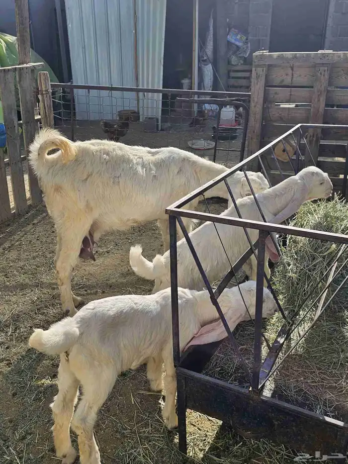 ماعز مشاريك 0