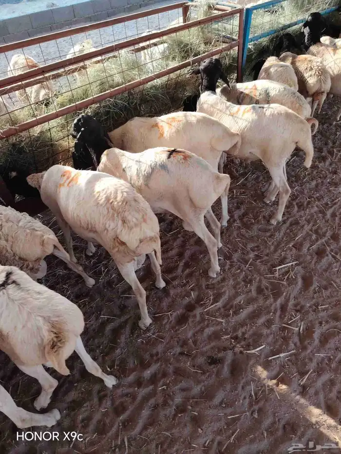 برابر مستوردة بأسعار تكسر السوم لتجار الجمله 0