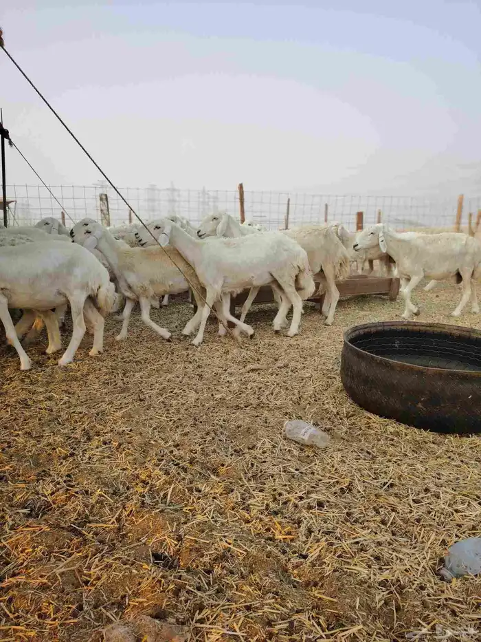 ضان حري جنب كلها دفيع 6