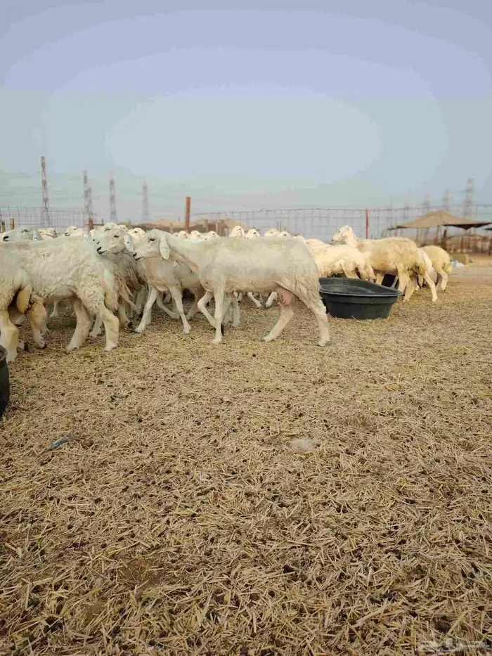 ضان حري جنب كلها دفيع 10