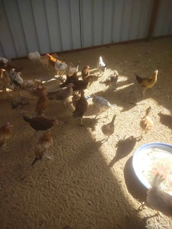 دجاج و ديك 5