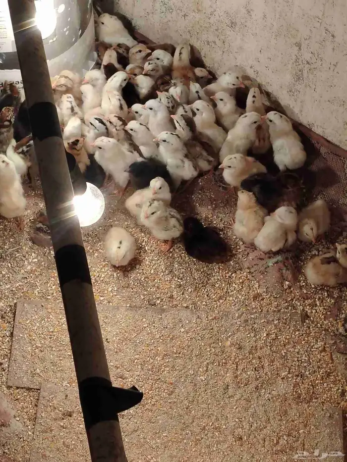 صوص دجاج بلدي 0