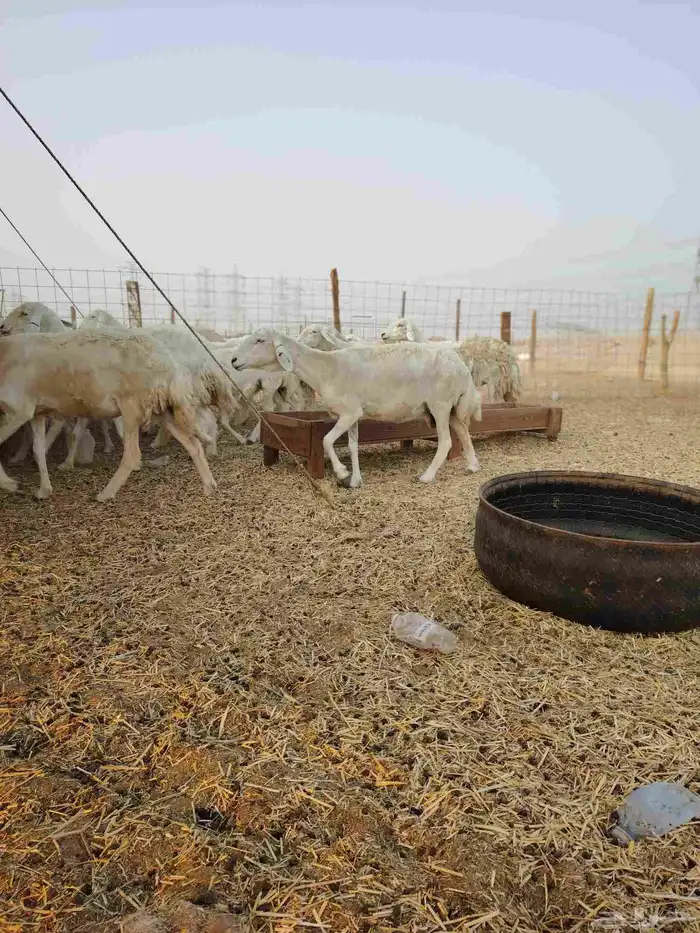 ضان حري جنب كلها دفيع 5