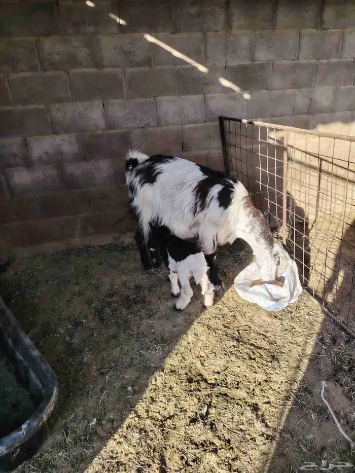 عنز حليب معها خروف وجفره عارضيه مضرع وغنم مواليد 0