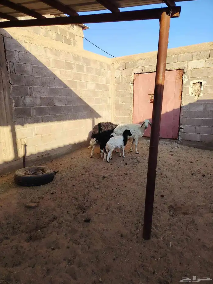 عنز حليب معها خروف وجفره عارضيه مضرع وغنم مواليد 3