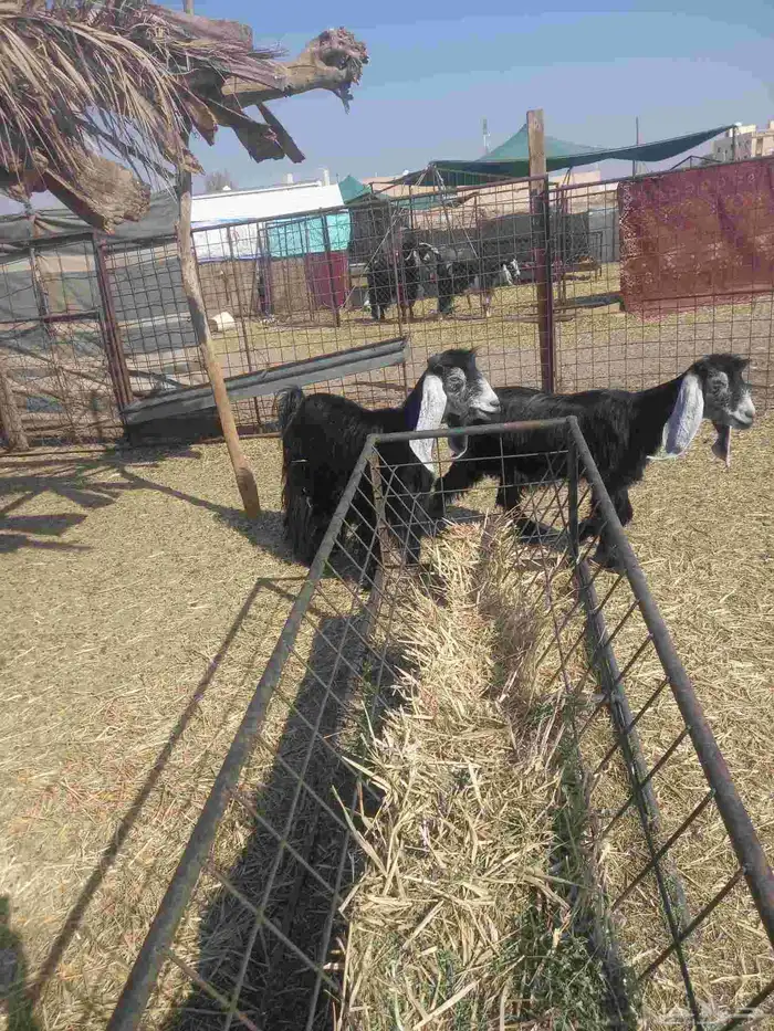 للبيع معزاء 3 طيبات وسليمه اشباب 3