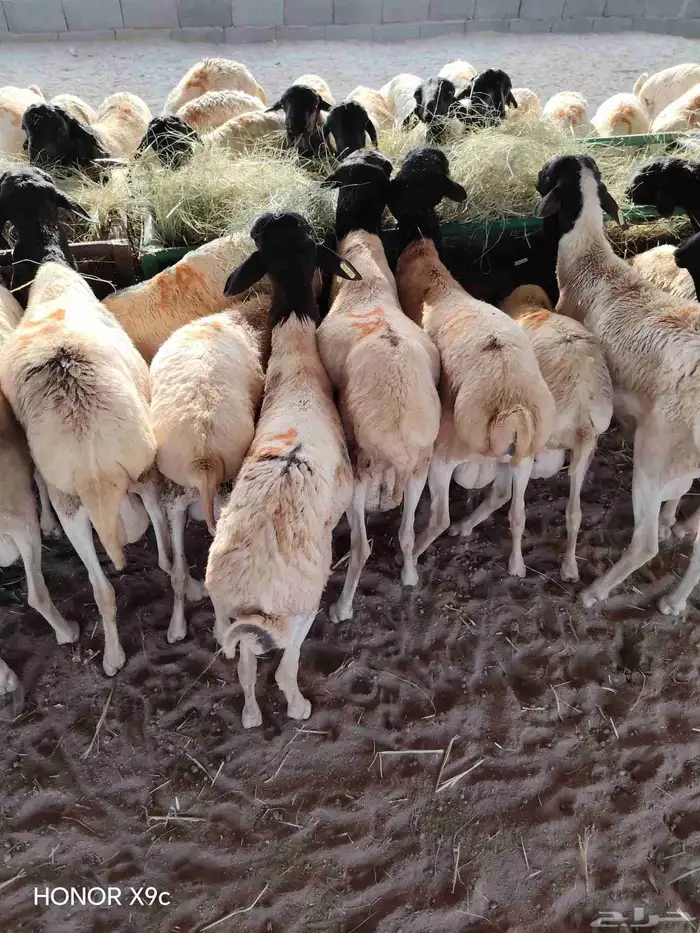 غنم بربري برابر جذعان تبارك الله لحم طيب 500 0