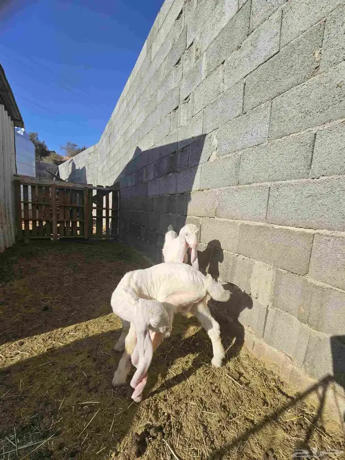 ماعز مشاريك 1