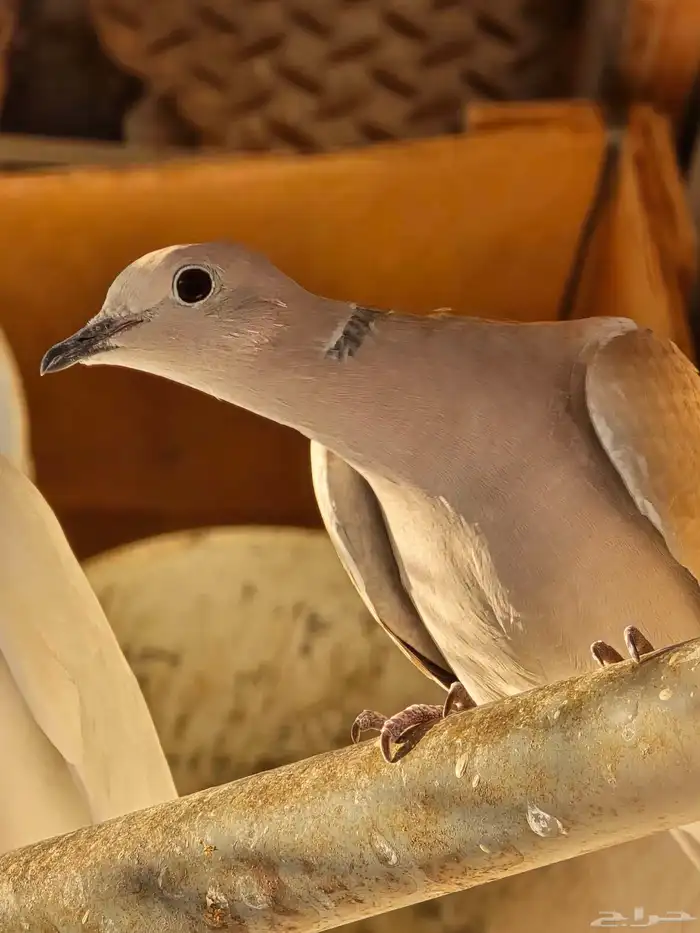 قماري هولندي محميه من انتاجي 1